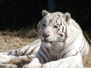 Der Gunma Safari Park © Gunma Safari Park