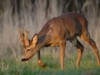 Import aus Parkscout alt